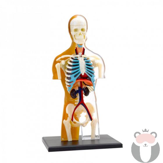 Анатомичен комплект на човешкото тяло за сглобяване от 37 части