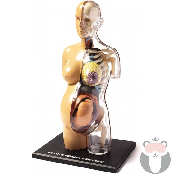 Kosmos Анатомия Човешка бременност