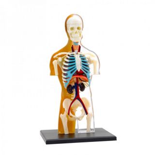 Анатомичен комплект на човешкото тяло за сглобяване от 37 части