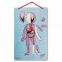 Janod Магнитна игра - Анатомия на човешкото тяло